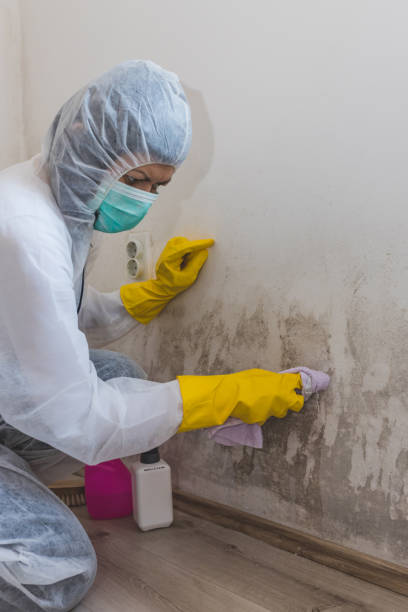 Best Mold Documentation for Insurance Claims  in Spring Valley, AZ