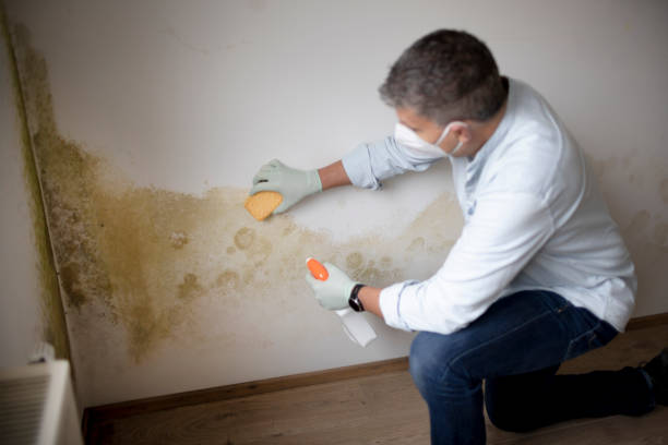 Best HVAC Mold Inspection and Cleaning  in Spring Valley, AZ