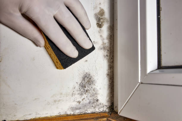 Best Post-Construction Mold Inspection  in Spring Valley, AZ